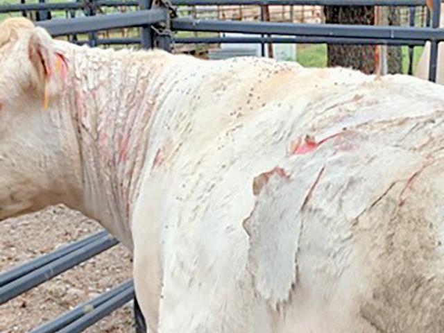 Treatment for photosensitization in cattle involves removing animals from the pastures containing the plants causing the problem and protecting them from sunlight. (DTN/Progressive Farmer photo by Ken McMillan)