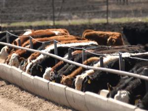 Sept. 1 Cattle on Feed Down 1% From Year Ago, Placements Down 10%