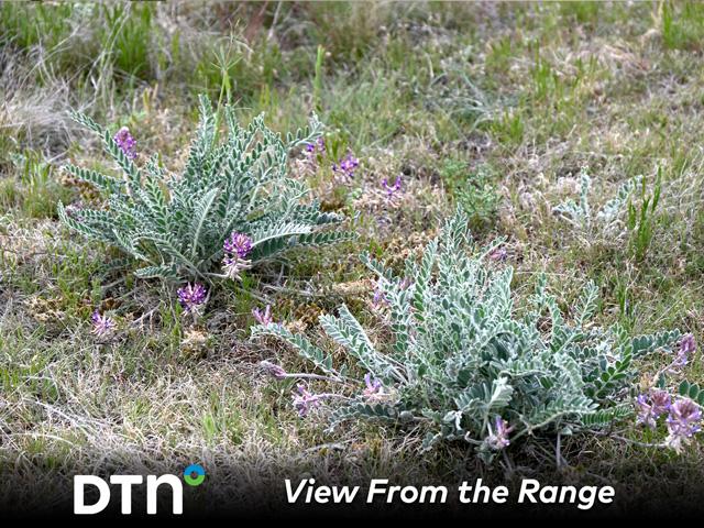 Locoweed can cause health concerns for cattle who have consumed the noxious weed. (DTN/Progressive Farmer photo by Jennifer Carrico)