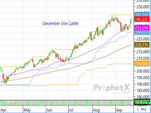 Focused on the Market’s Long-Term Fundamentals, the Cattle Complex Skyrocketed on Monday