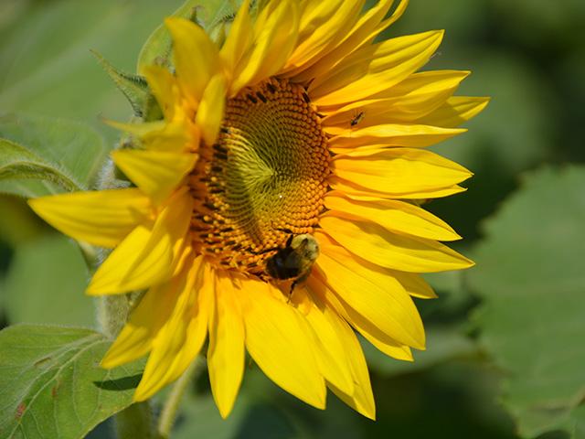 Sunflowers were part of the Green Cover plots at Husker Harvest Days. The bees liked the sunflowers but the guys at Green Cover noted cattle love to eat sunflowers when they are in a cover crop forage mix as well. (DTN photo by Chris Clayton)