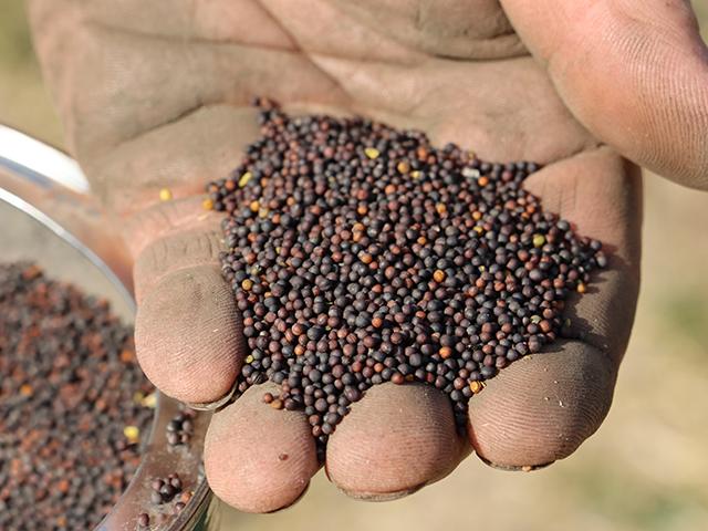 Changing Canada's infrastructure in a big way won't help canola farmers right now, but it will at least put Canadian farmers in a position someday to thrive again. (DTN file photo by Elaine Shein)