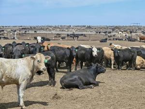 Monday, Sept. 15, Is Final Day to File Claims to $83.5 Million JBS Antitrust Settlement