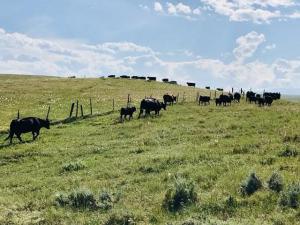 Traders Recognize Supplies Are Going to Tighten Even More in Cattle Complex