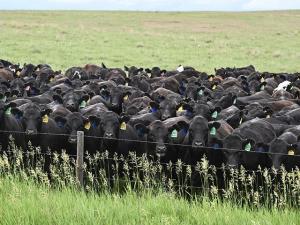 Record Cattle Prices Expected Through 2027 Due to Smallest Herd Inventory in Decades