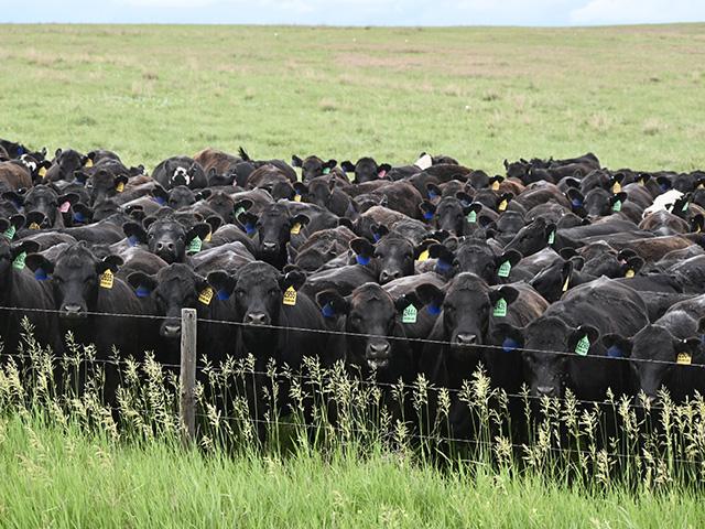 Cattle prices are at record highs in the U.S. due to the smallest cow herd since 1961. (DTN/Progressive Farmer photo by Jennifer Carrico)