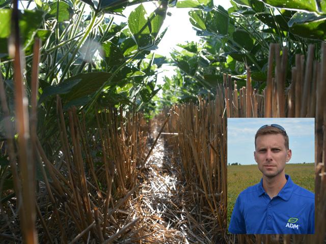 Clinton Gordon, a first-generation farmer near Blue Mound, Illinois, said he plants cover crops on about half of his 1,200 or so acres. He also plants winter wheat on some acres and follows it with a late-planted soybean crop, which is shown in the photo. The double cropping helps with cash flow, he explained. (DTN photos by Chris Clayton)