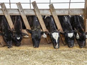 CoBank: Dairy Heifers at 20-Year Low