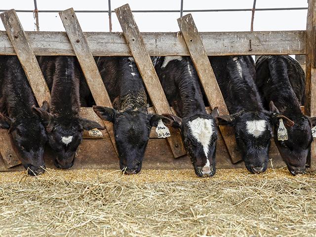 High calf prices have pushed dairy farmers into raising calves for beef production. This has led to a shortage of dairy replacement heifers, which are at a 20-year low. (DTN file photo)