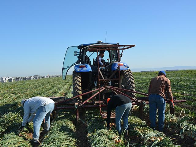 Farm workers in an onion field outside of Brawley, California, last April. USDA has announced it will stop conducting the Farm Labor Survey, which is used by the Department of Labor to set wage rates for H-2A workers. Yet, a court ruling last week in Louisiana cited the Labor Department needs to go back to using the Farm Labor Survey for its rules on H-2A wages. (DTN file photo by Chris Clayton)
