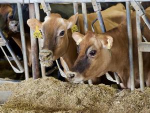 Nebraska Dairy Herd Quarantined After HPAI Confirmed During Routine Testing