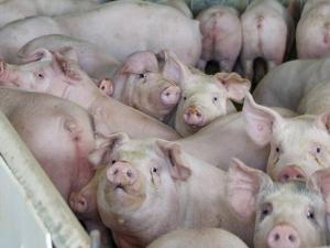 Appeals Court: Question 3 Doesn’t Discriminate Against Out-of-State Farmers