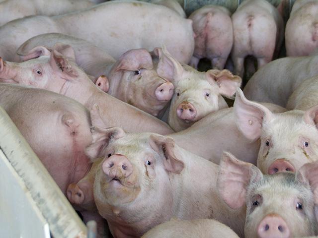 A Massachusetts animal welfare law was upheld by a federal appeals court this week. (DTN file photo by Jennifer Carrico)