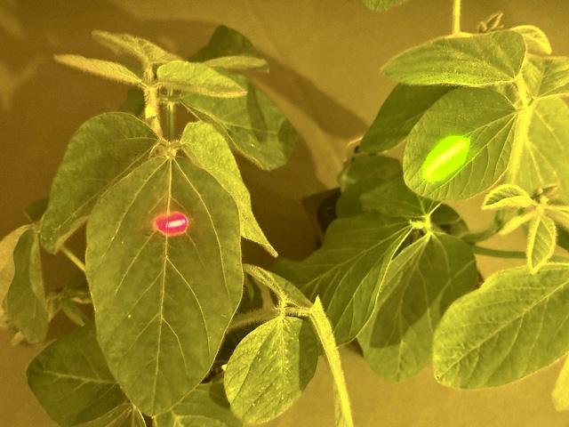 When viewed through a filter, the human eye can see how InnerPlant's genetically modified soybean plant on the right gives off a different optical signal than the conventional soybean plant on the left. The plant emits this signal when infected with a fungus, allowing detection weeks before disease symptoms can be seen in a field. (DTN photo by Jason Jenkins)
