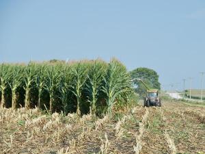 Does Corn Disease Affect Silage?