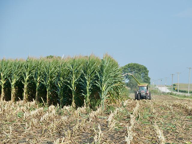 Checking all the corn fields prior to silage harvest could help prevent feed quality problems. (DTN/Progressive Farmer photo by Jennifer Carrico)