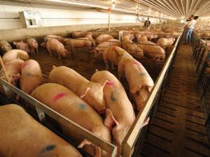 Triumph Foods Sues California on Prop 12, Alleges Discrimination of Fed Facilities