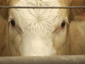 Packers Gained Leverage Last Week in Fed Cash Cattle Market