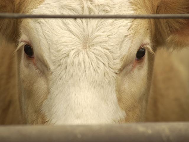 Between running slower chain speeds and being able to buy just over 73,000 head in last week's fed cash cattle market, packers gained some leverage in last week's market. (photo by Jim Patrico)