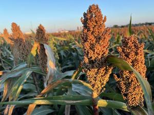 US-Argentine Deal Adds to Farm Groups’ Frustration Over Lack of Chinese Purchases