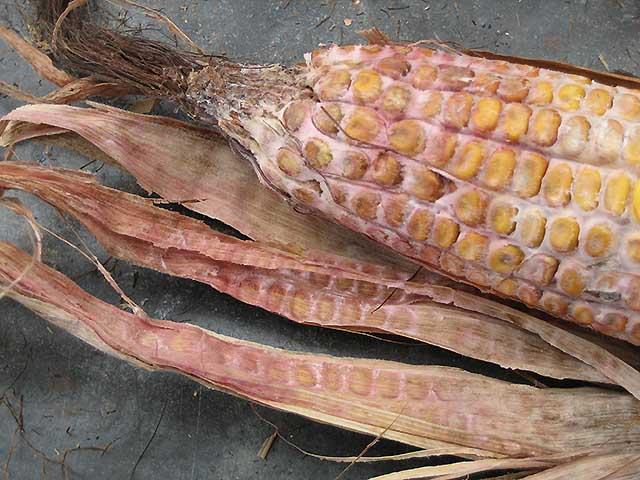 Gibberella ear rot in corn is caused by Fusarium graminearum, the same mycotoxigenic fungus that causes Fusarium head blight (scab) in wheat. The Trump administration alleges two Chinese nationals smuggled Fusarium graminearum into the U.S. (Photo by Charles Woloshuk, Purdue University)