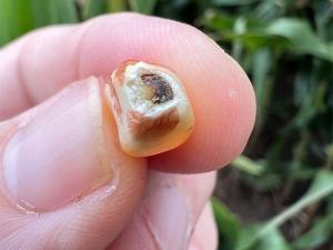 Corn Black Layer Sends a Signal About Building Dry Matter