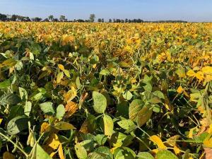 As Canadian Economy Struggles, USDA Piles on Crop Supply