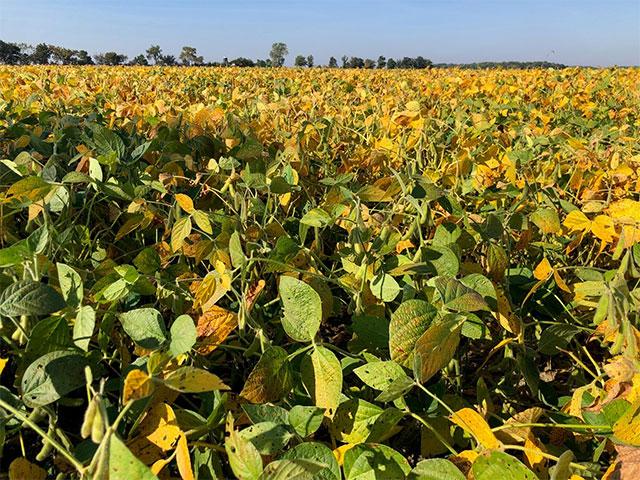 As harvest nears in Ontario, our Canadian economy stumbles a bit and the USDA adds on supply. There are lots of other things to think about ahead. (DTN photo by Philip Shaw)