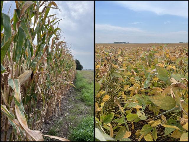Maturing corn and soybean crops near Windom, Minnesota. (DTN photos by Teresa Wells)