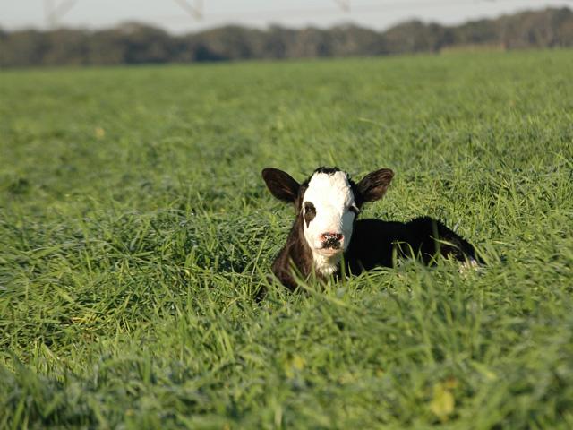 Most calves will get clostridial immunity from their dams until 3 or 4 months of age. (DTN/Progressive Farmer photo by Becky Mills)