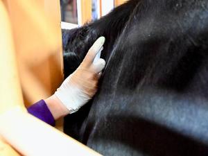 FDA Approves Dectomax for Prevention and Treatment of NWS in US