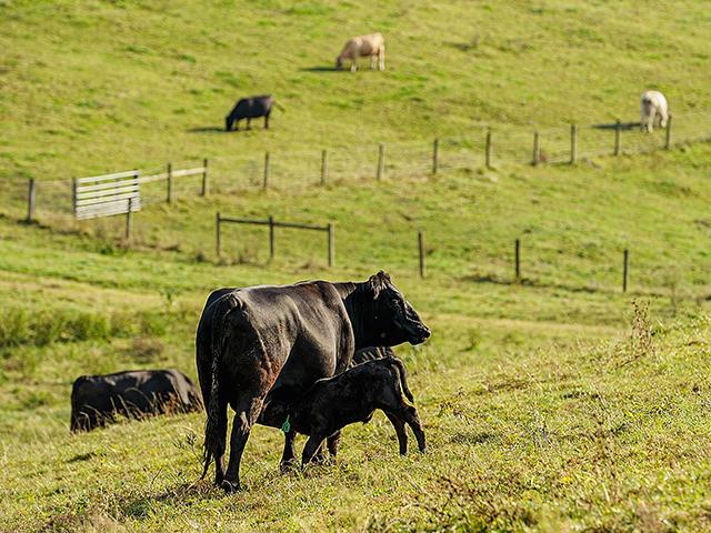 Controlled calving season is the foundation of managing a cow-calf operation. (DTN/Progressive Farmer file photo by Jim Patrico)