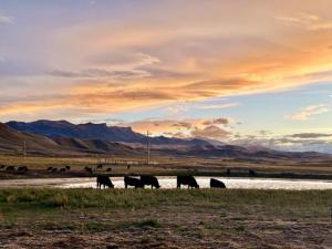 After Last Week’s Chaos, Cattle Complex Asks: Now What?