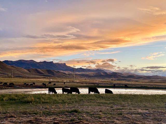 The cattle market may be primed for higher prices, but volatility will remain embedded throughout the marketplace. (DTN photo by ShayLe Stewart)