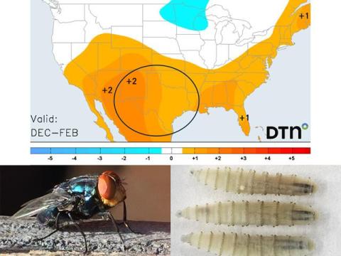 How Would Winter Temperatures Affect New World Screwworm?
