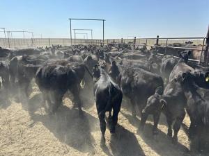 Does the Feeder Cattle Complex Have Enough Support to Break Through Resistance?