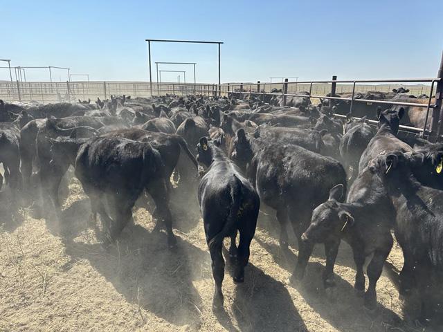 The November feeder cattle contract has rallied $11.85 in the last three trading days, but could be pressured to trade lower as the market may not possess enough fundamental support to push much higher. (DTN photo by ShayLe Stewart)