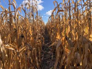 Cold Winds, Fall Markets, No Soybean Nirvana