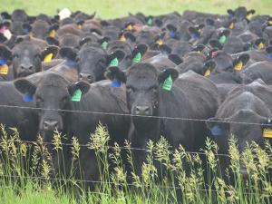 High Cattle Prices Spur Strategic Culling, But Heifer Retention Lags