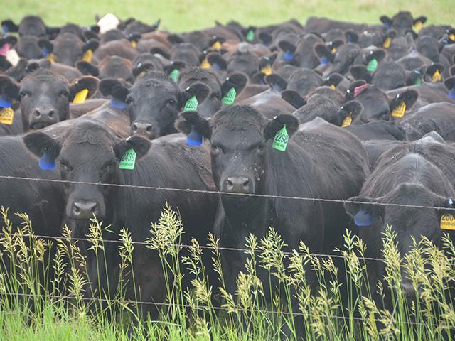 So long as fundamental support develops again this week, the cattle complex could slowly be adding confidence back into the marketplace. (DTN file photo by Jennifer Carrico)