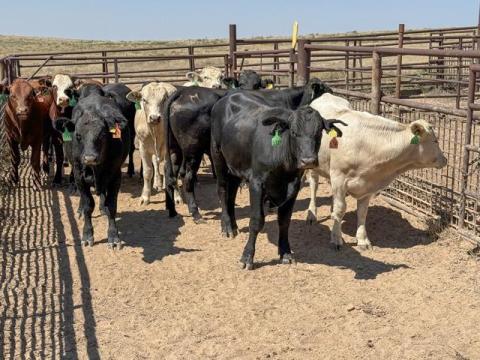 Mexican Border Closure Burdens Texas Feedyards and Mexican Cattle Producers