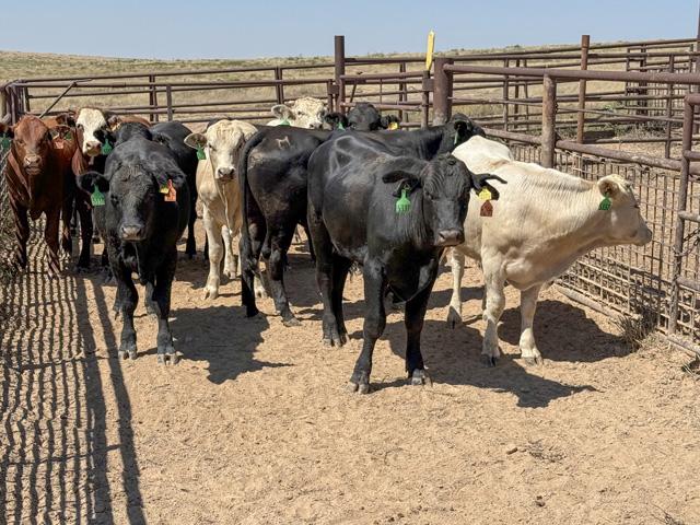 These Mexican cattle came across the border in early 2025 and have been on West Texas range to grow before going to Rogers & Sons feedyard near Dimmitt, Texas. (Photo courtesy of Marc Hardy)