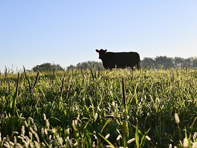 Be sure to know what kind of forages are present in fall grazing fields to help prevent bloat or toxicity after a frost. (DTN/Progressive Farmer photo by Jennifer Carrico)