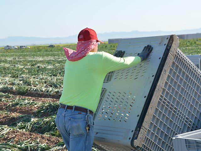 A farm worker moves a crate during onion harvest near Brawley, Calif., earlier this year. The Labor Department has issued a new rule that will lower H-2A worker costs by roughly $2.5 billion per year. (DTN photo by Chris Clayton)