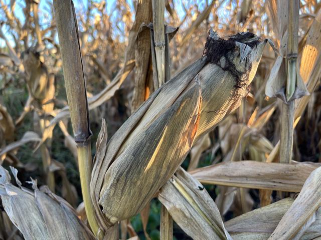 The black dust fogging your combine may not be pleasant, but it is likely harmless and just nature's way of breaking down plant tissue. (DTN photo by Pamela Smith)
