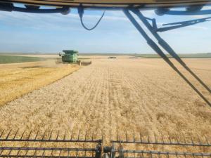 2025 US Spring Wheat, Durum Crops Yield Well With Variable Quality