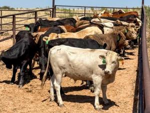 Mexican Border Closure Burdens Texas Feedyards