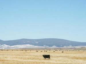 When Chaos Is the Market’s Focus, Cattle Market Fundamentals Don’t Matter