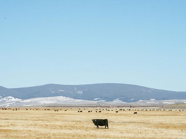 Personally, I believe the board's fickle nature and volatile tendencies are only going to further defer the domestic cattle herd build-back. (DTN file photo by ShayLe Stewart)