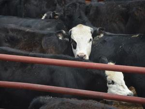 Selecting Replacement Heifers for Profit, Herd Growth as Cattle Numbers Fall